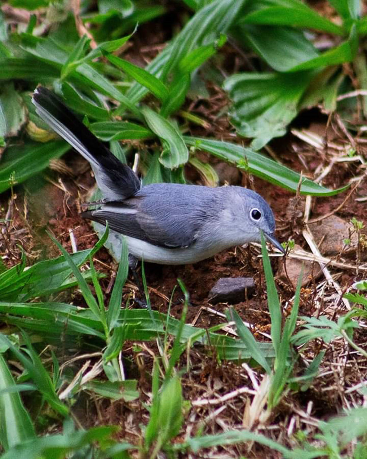Chatham bird